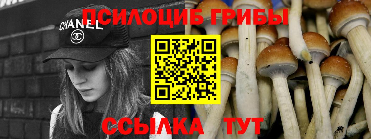 Галлюциногенные грибы Cubensis Будённовск